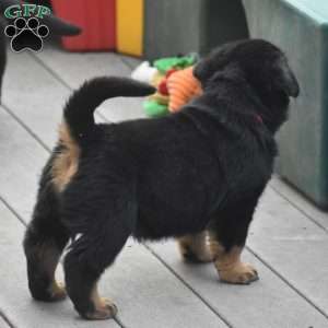 Adina, Rottweiler Mix Puppy